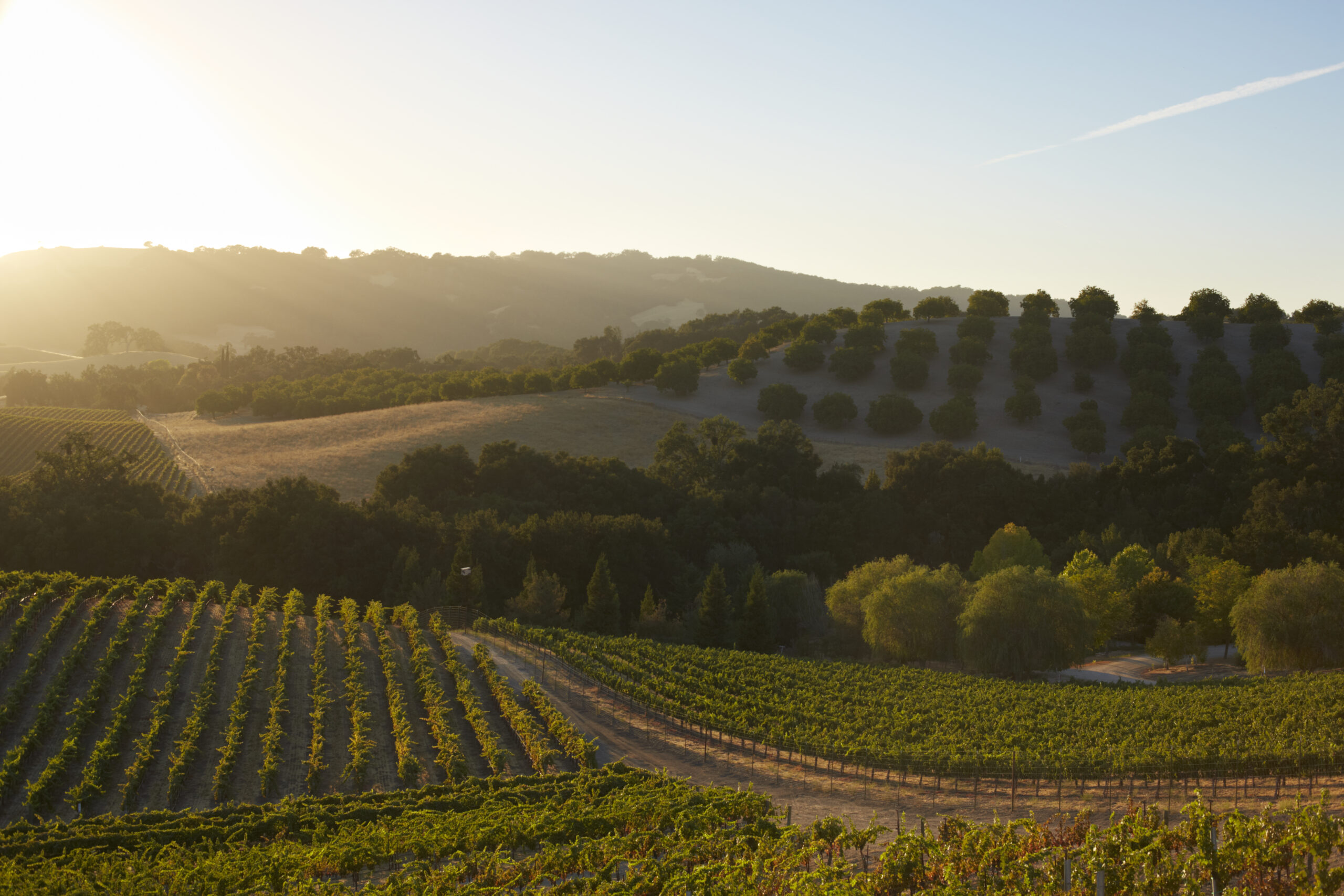 Paso Robles Wine Country