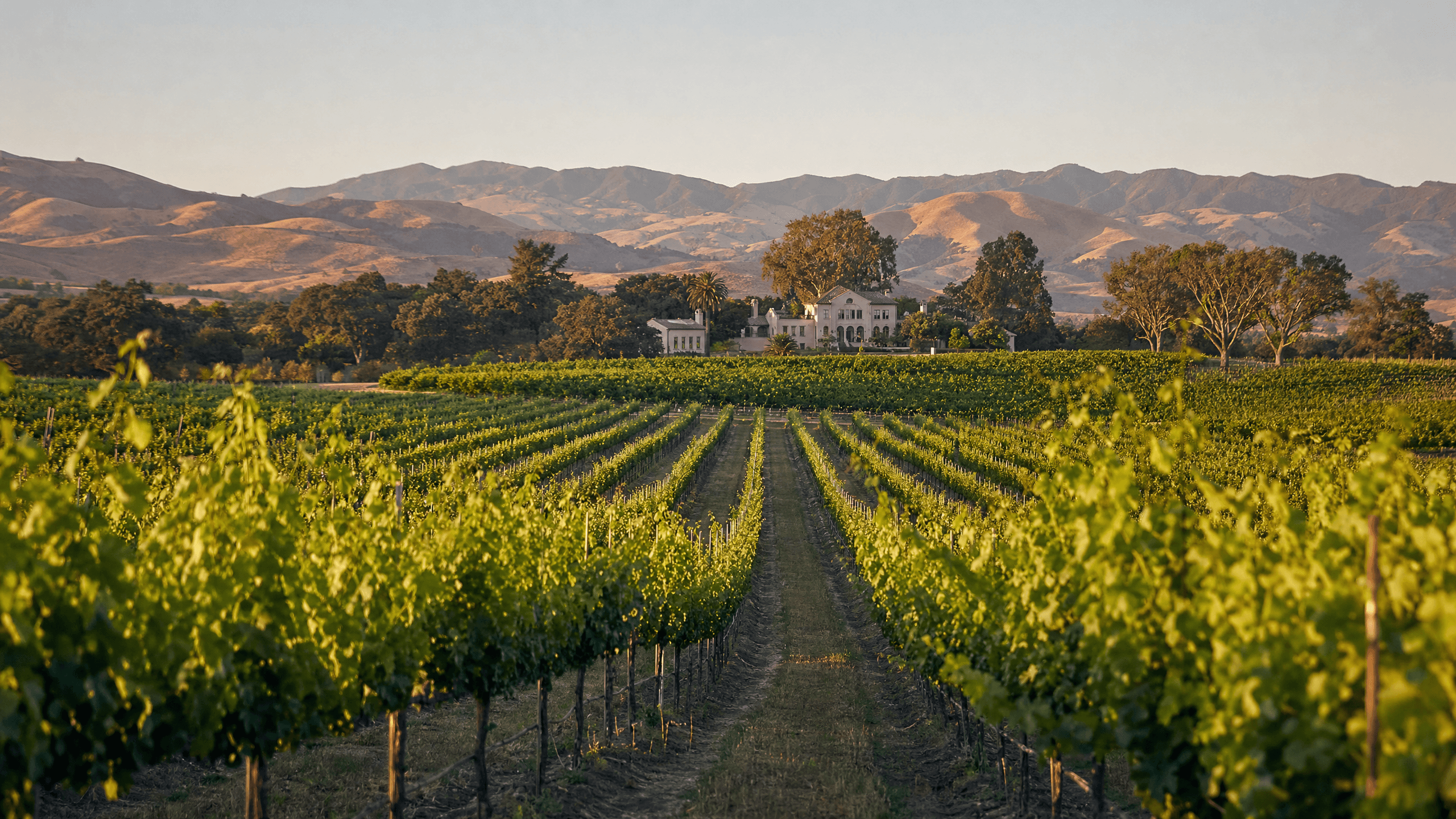 Fess Parker Winery: A Taste of Hollywood History in Santa Ynez Wine Country