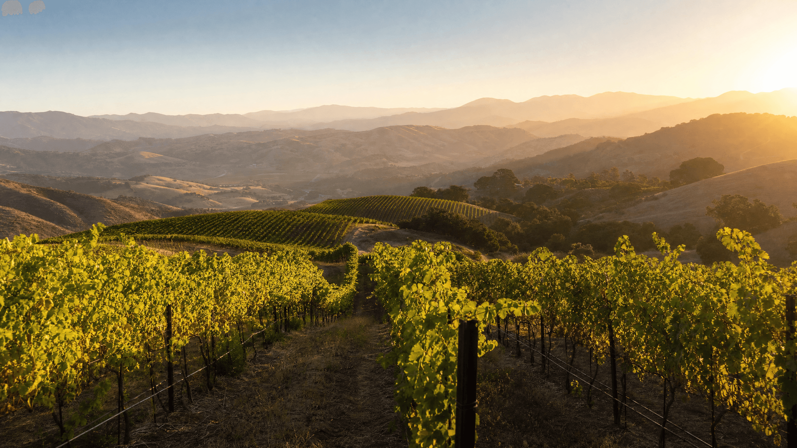 Zaca Mesa Winery: A Taste of Rhône in the Santa Ynez Valley