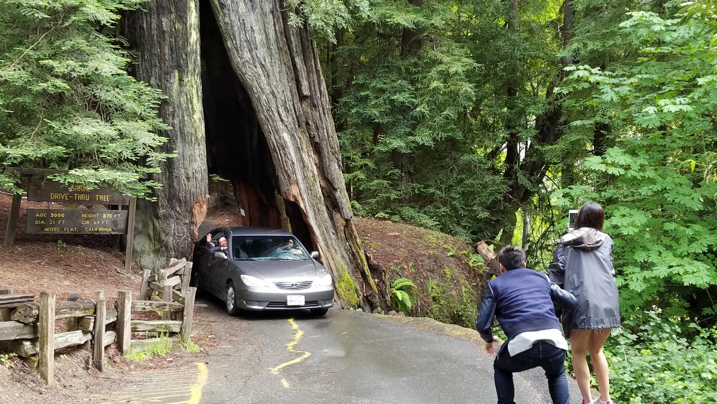 NorCal Redwoods & Lost Coast