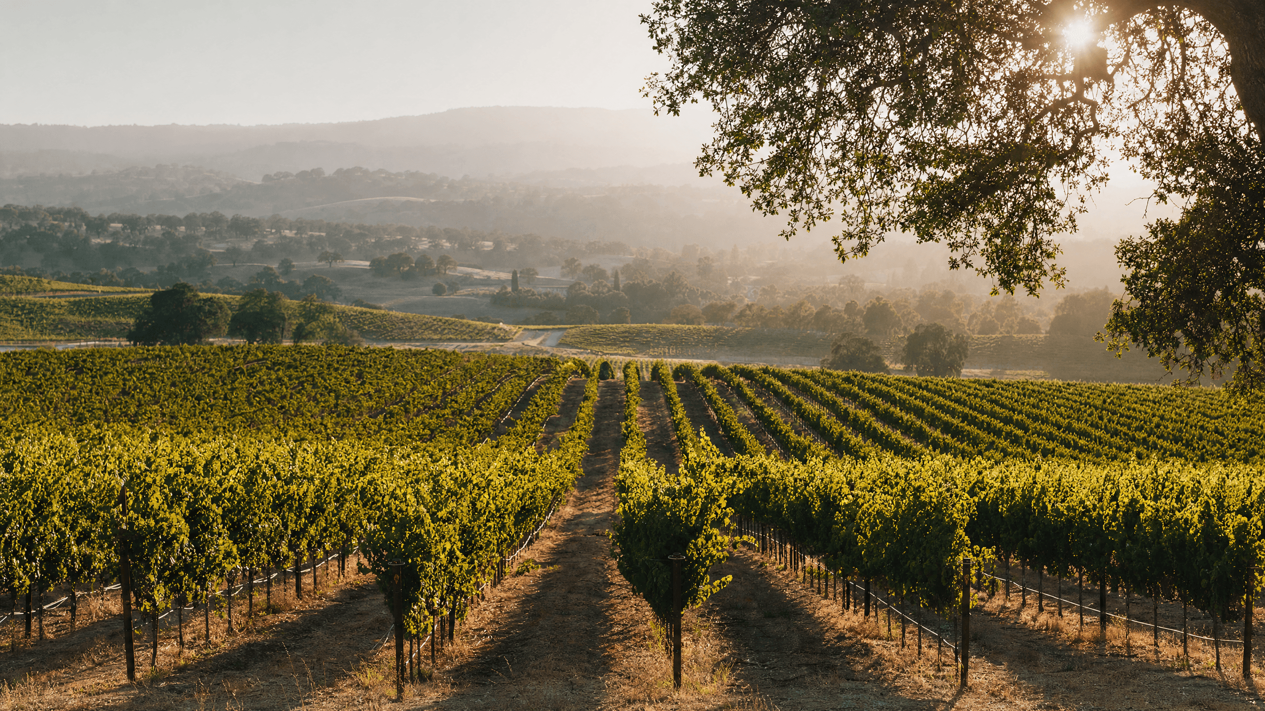 Turley Wine Cellars: A Pilgrimage for Zinfandel Lovers in Paso Robles