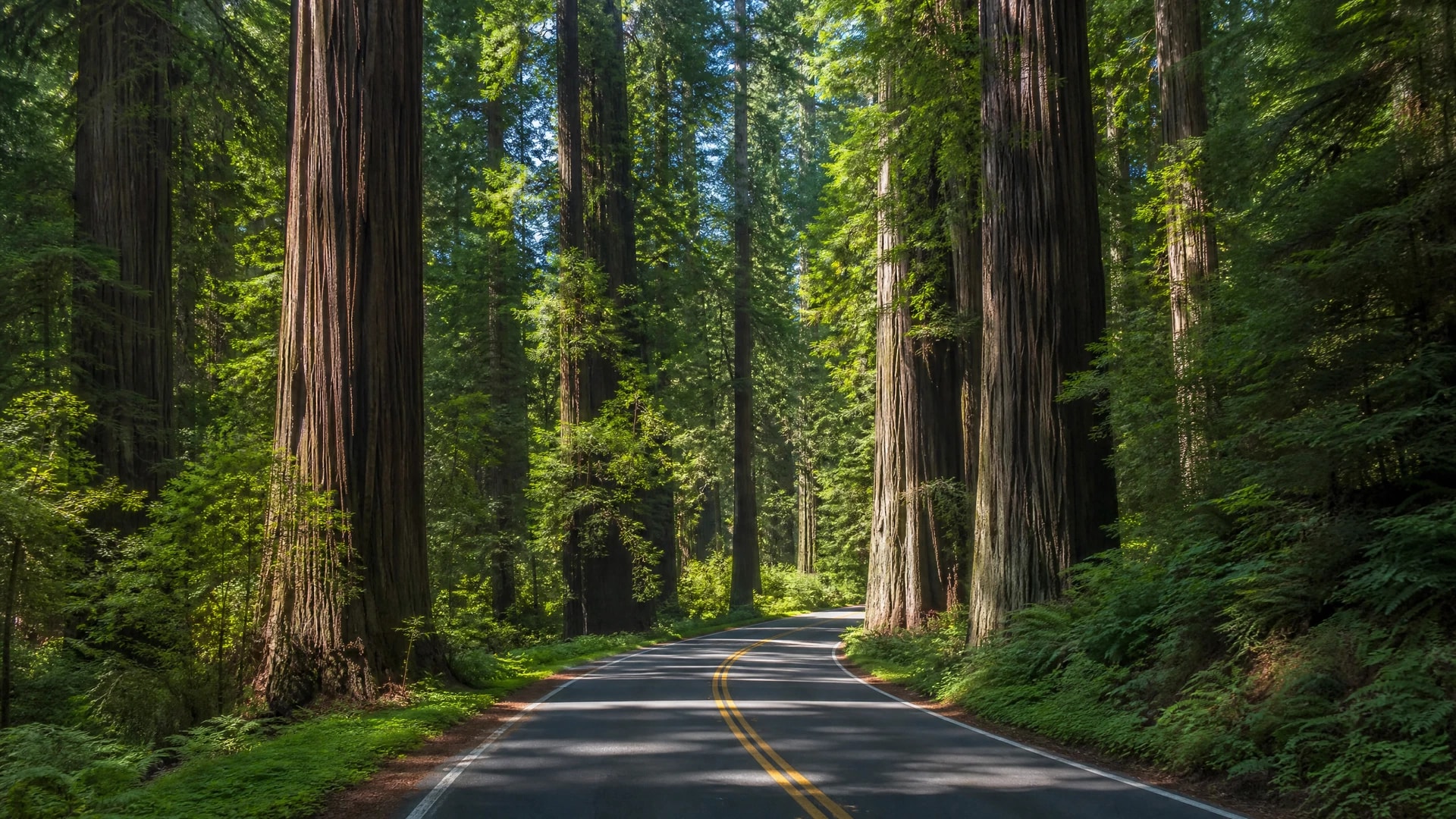 Avenue of the Giants