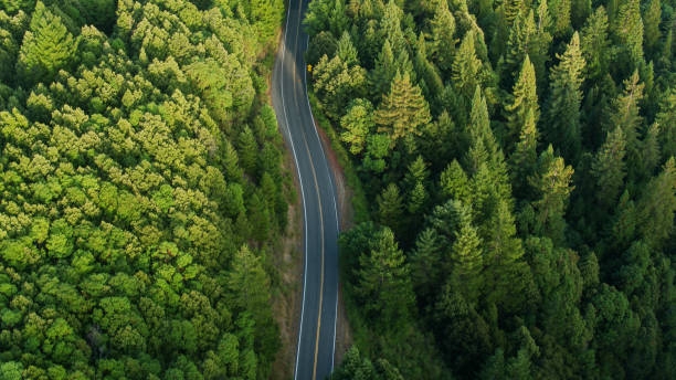 Avenue of the Giants