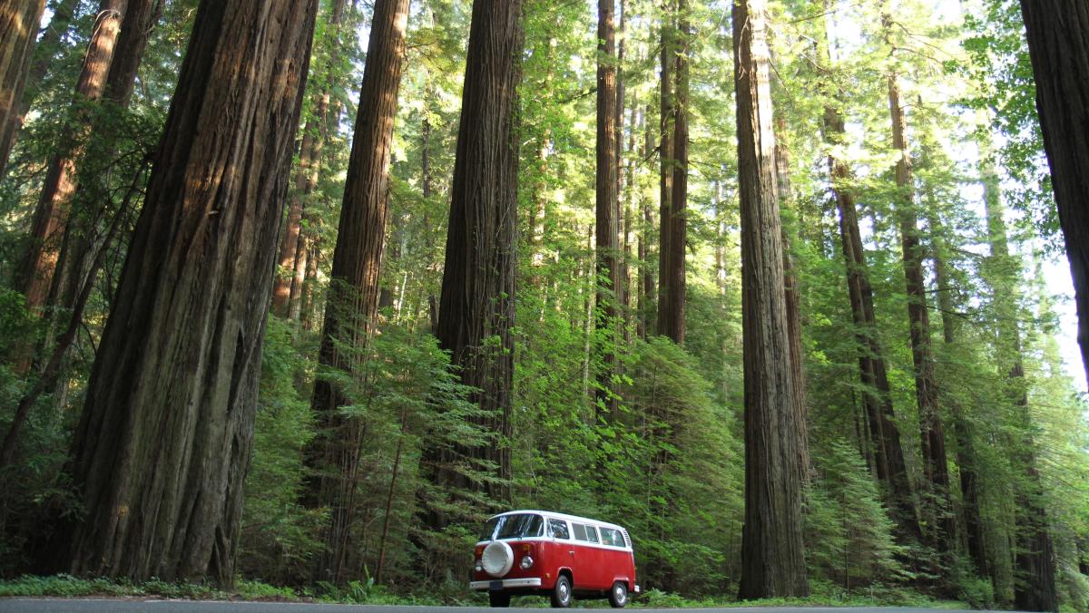 Avenue of the Giants atmosphere